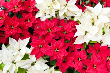 Kırmızı ve beyaz poinsettias, yılbaşı çiçekleri
