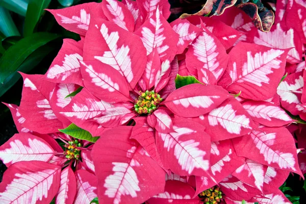 Pembe ve beyaz poinsettias, yılbaşı çiçekleri — Stok fotoğraf