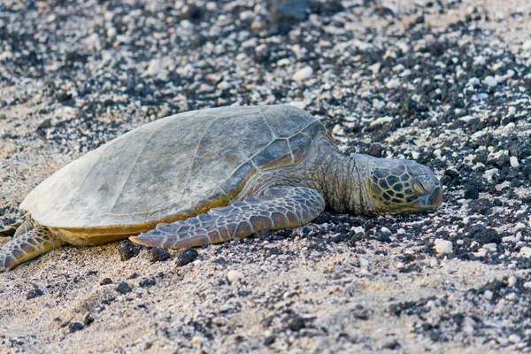 Karetschildpad op het rotsachtige, zwarte en witte strand. — Stockfoto