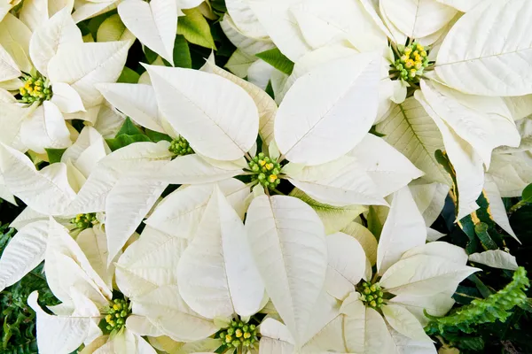 Poinsettias blancas, Flores de Navidad — Foto de Stock