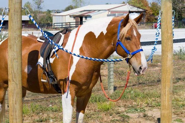 Brązowy i biały koń — Zdjęcie stockowe