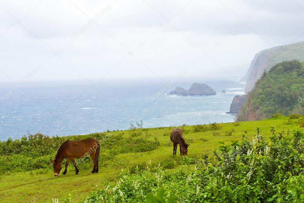 Big Island Hawaii landscape with ocean mist and horses