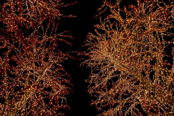 Weihnachtsbeleuchtung an Bäumen vor dunklem Himmel — Stockfoto