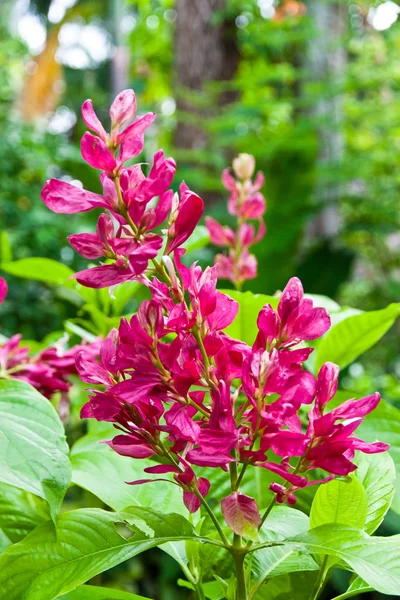 Magenta tropiska blomman — Stockfoto