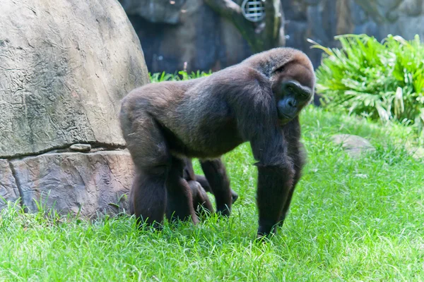 Male silverback Gorilla — Stock Photo, Image