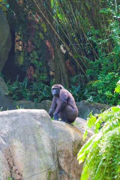 Female Gorilla — Stock Photo, Image