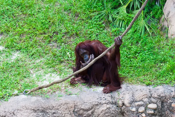 Orangutan with rope. — Stock Photo, Image