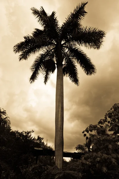 Silhouette de palmier sous ciel nuageux en noir et blanc . — Photo