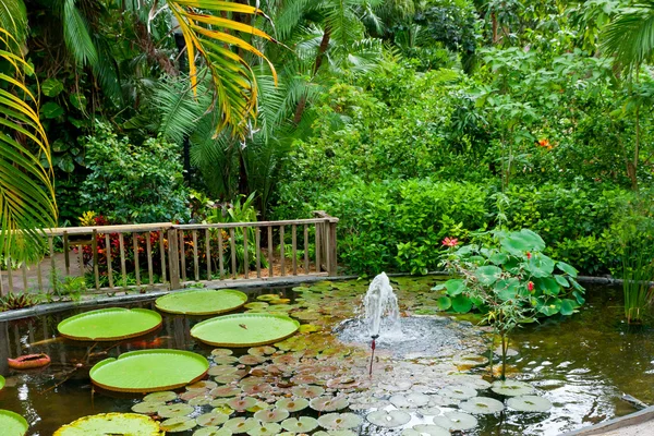 Estanque en jardín tropical —  Fotos de Stock