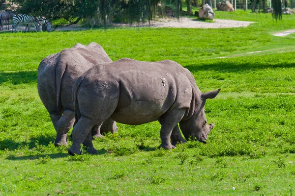 The rhinos — Stock Photo, Image