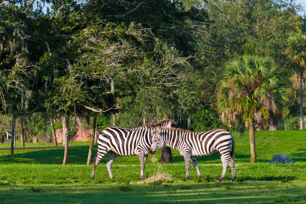 Due zebre — Foto Stock