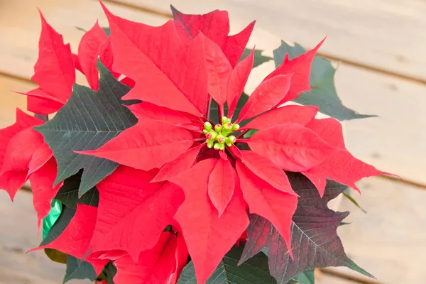 Červené vánoční hvězda, vánoční květina detailní záběr. — Stock fotografie