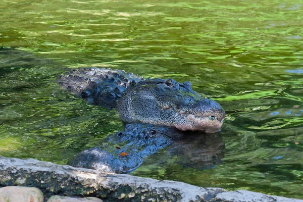 Společně. dva krokodýli spočívající ve vodě. — Stock fotografie