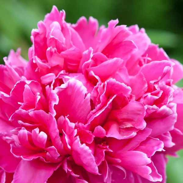 Fiore di peonia — Foto Stock