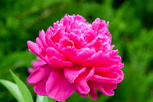 Fiore di peonia — Foto Stock