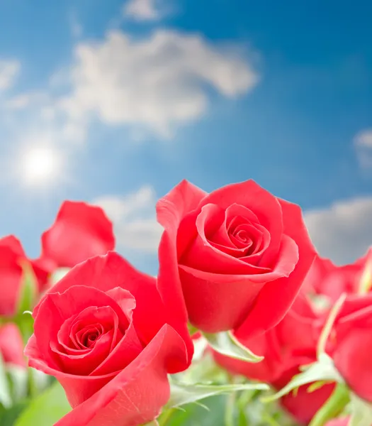 Röda rosor blommor på suddiga himmel bakgrund. — Stockfoto