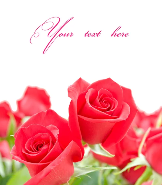 Red roses flowers on white background — Stock Photo, Image