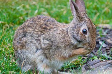 kahverengi tavşan çim yakın çekim