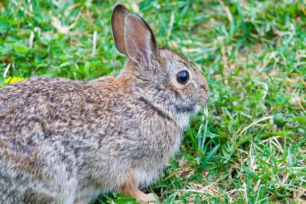 Close up of brown rabbit in grass