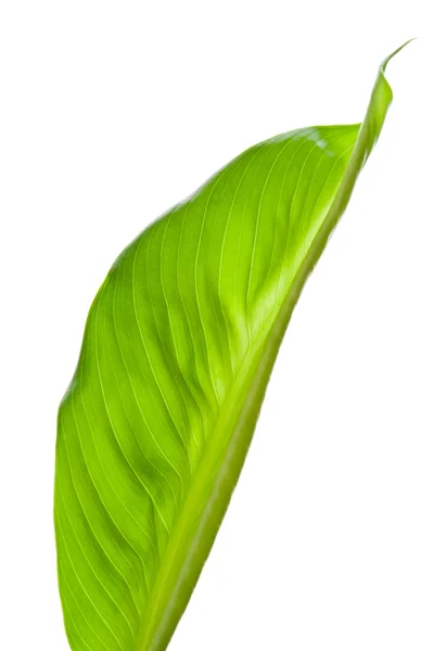 Grönt blad öppnas delvis isolerade på vit bakgrund — Stockfoto