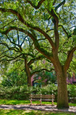 savannah Meydanı'nda moss ile meşe ağacı