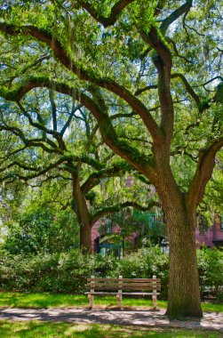 Oak tree with moss in Savannah square clipart