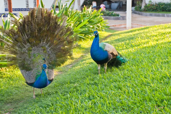 Two peacocks in a garden of tropical resort. — Stock Photo, Image