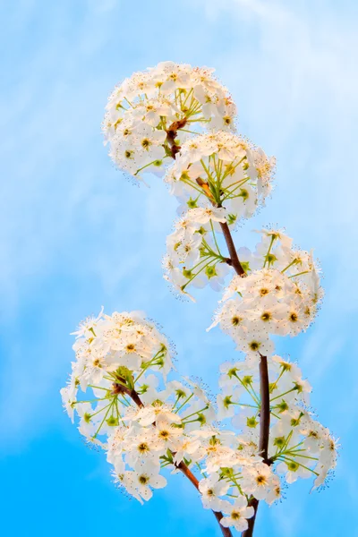 Flor da Primavera — Fotografia de Stock