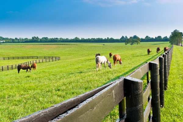 Paese estate paesaggio . — Foto Stock