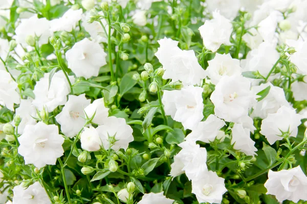 Gebied van witte bloemen, selectieve aandacht, ondiep dof — Stockfoto