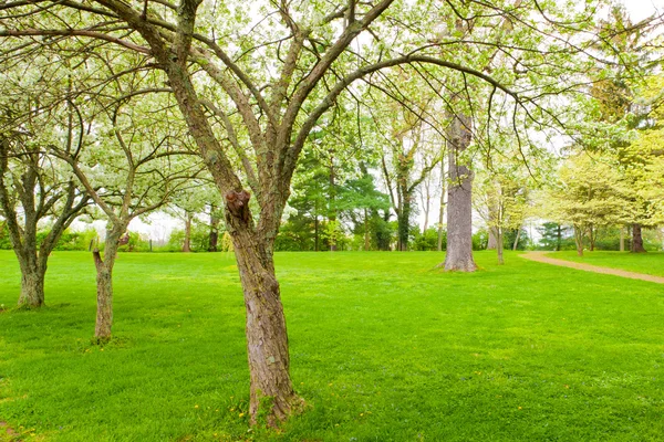 Lente in park — Stockfoto