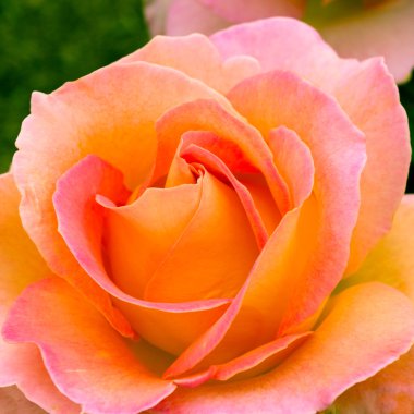 Bahçe güzel pembe sarı gül.