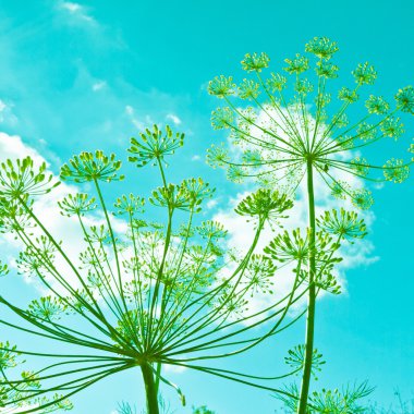 dereotu çiçek umbels