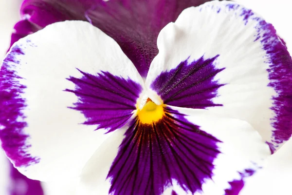 白い紫色のパンジーの花のクローズ アップ ショット。セレクティブ フォーカス — ストック写真