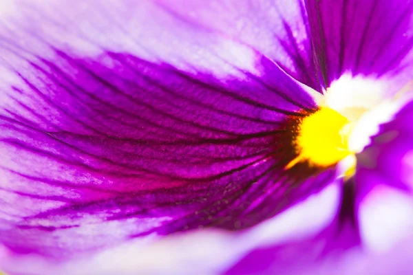 Close-up shot of white purple pansy flower. selective focus, sha — Stock Photo, Image