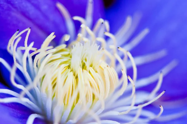 Close-up de azul Clematis flor. foco seletivo, superficial — Fotografia de Stock