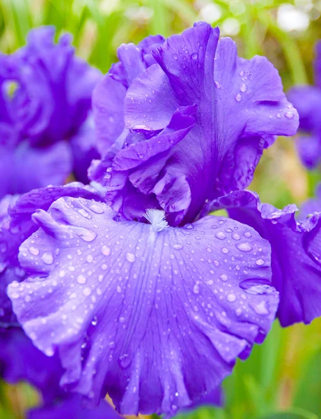 Närbild av en violett iris blo med regndroppar. selektiv inriktning, — Stockfoto