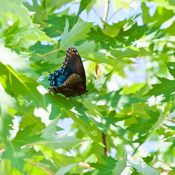 Big tropical butterfly sitting on green leaves — Stock Photo, Image
