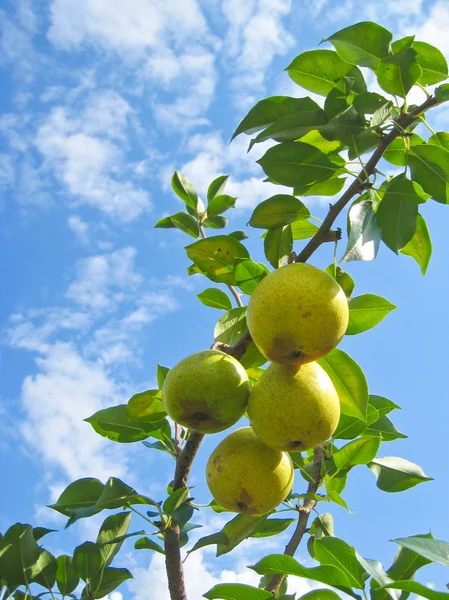 Perenboom tegen blauwe hemel — Stockfoto