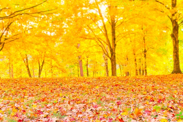 Hojas coloridas de otoño con fondo borroso del bosque . — Foto de Stock