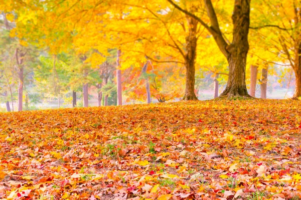 Feuilles d'automne colorées avec fond brouillé de forêt . — Photo