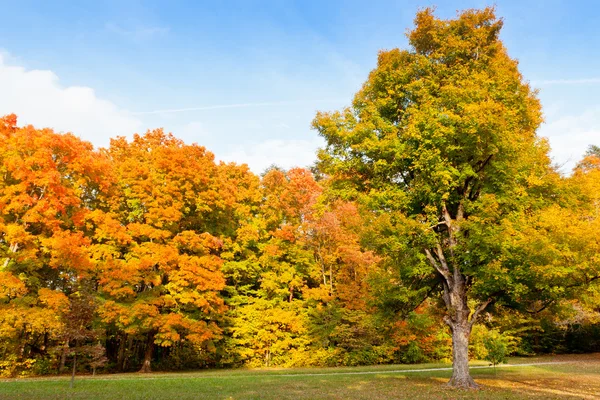 Colorido parque de otoño — Foto de Stock