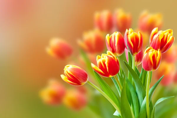 Bouquet de tulipes rouges et jaunes fraîches sur fond flou . — Photo