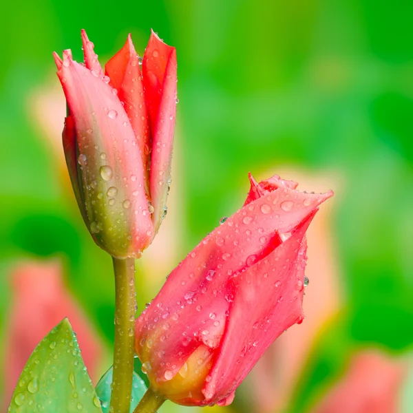 Tulpen blühen im Frühling mit Regentropfen auf grünem Hintergrund — Stockfoto