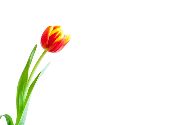 Tulips flower — Stock Photo, Image