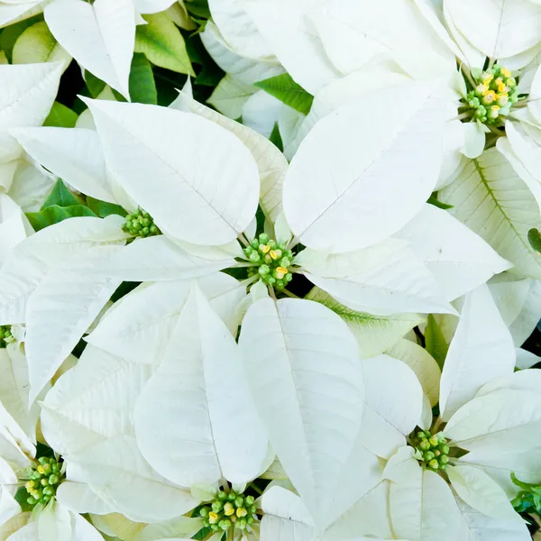 Белые пуансеттии, рождественские цветы — стоковое фото