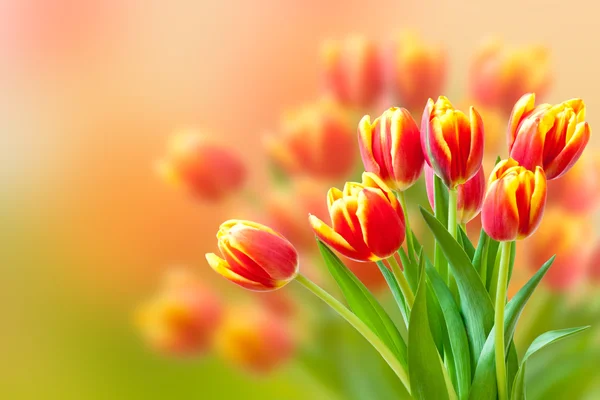 Bouquet of fresh red and yellow tulips over blurred background. — Stock Photo, Image