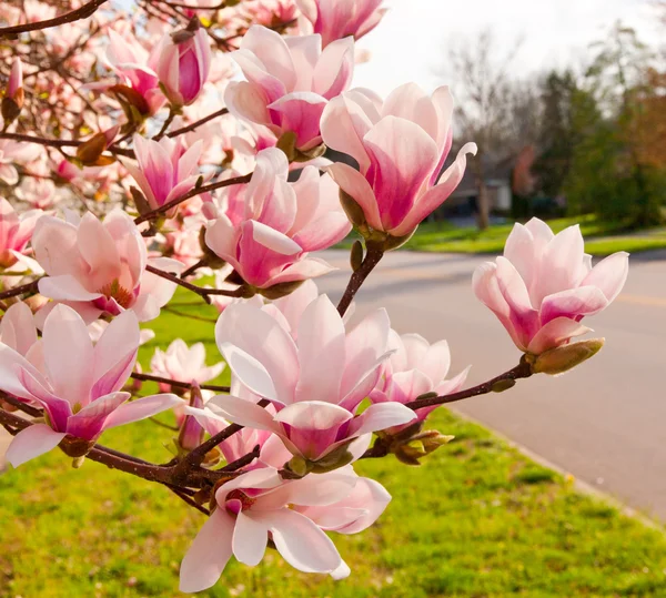 Spring time — стоковое фото