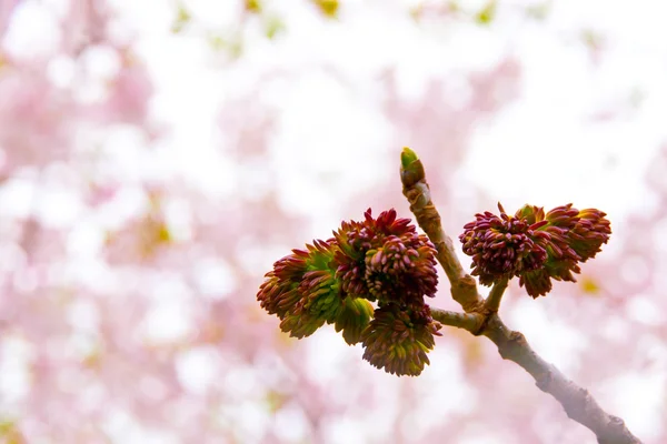 Botões de árvore de cinzas na primavera — Fotografia de Stock