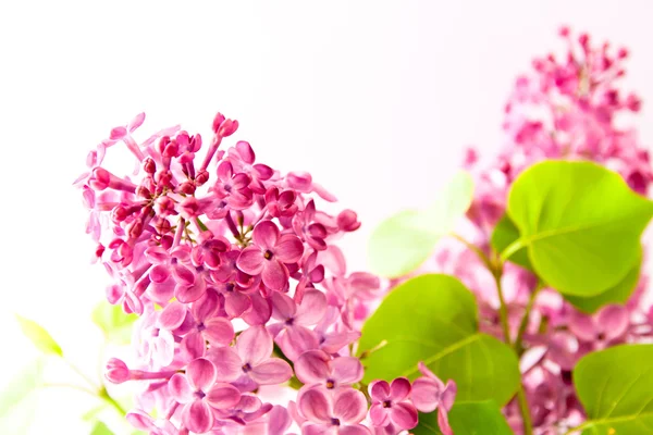 Zweig mit fliederfarbenen Blüten. — Stockfoto